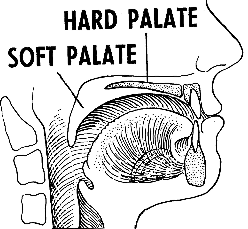 hard and soft palate diagram