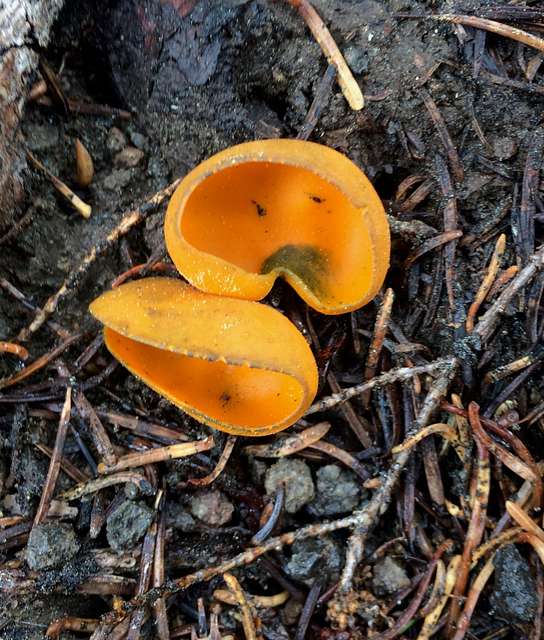 Orange Peel Fungus - National Parks Gallery - PICRYL - Public Domain ...