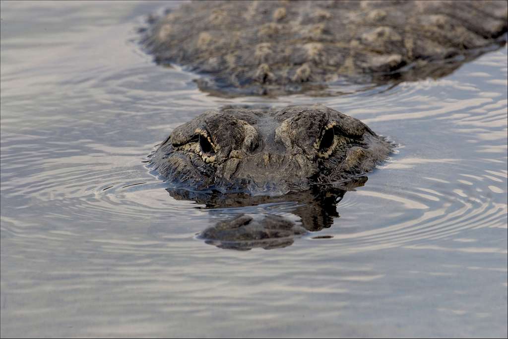 the national alligator zip