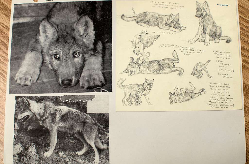 wolf pups drawings