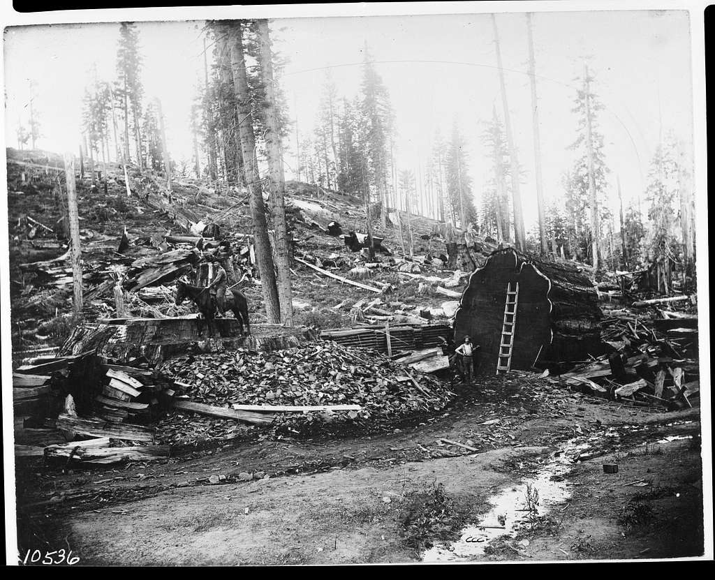 Mark Twain Tree, Logging. Giant Sequoia Stumps, Horse and rider on ...