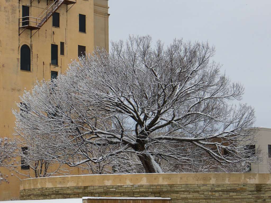 Oklahoma City bombing 'Survivor Tree' DNA to live on - The Columbian
