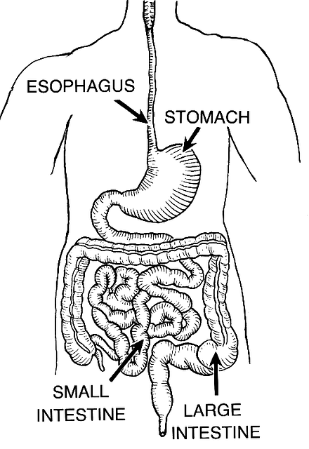 9 simple steps to draw the diagram of digestive system | 