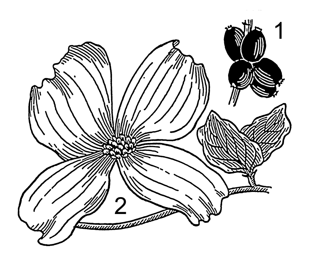 wissenschaft clipart of flowers