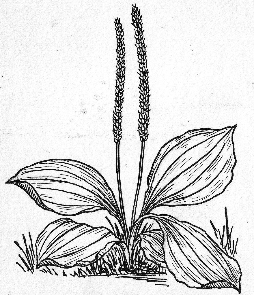 Plantain (line art) (PSFP690007 (cropped)) PICRYL Public Domain Search