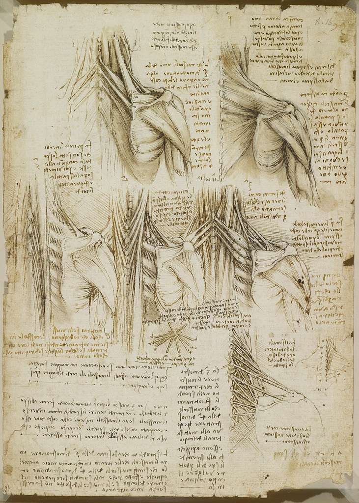 Leonardo da Vinci - RCIN 919015, Recto The muscles of the upper spine ...