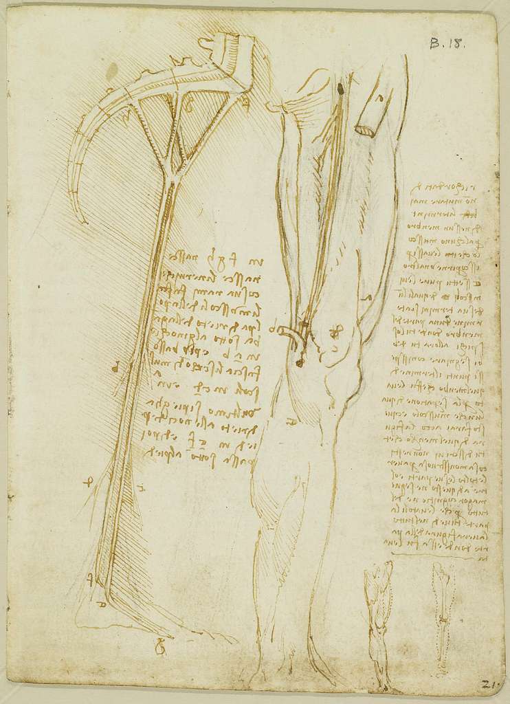 Leonardo da Vinci - RCIN 919035, Recto The muscles and nerves of the ...