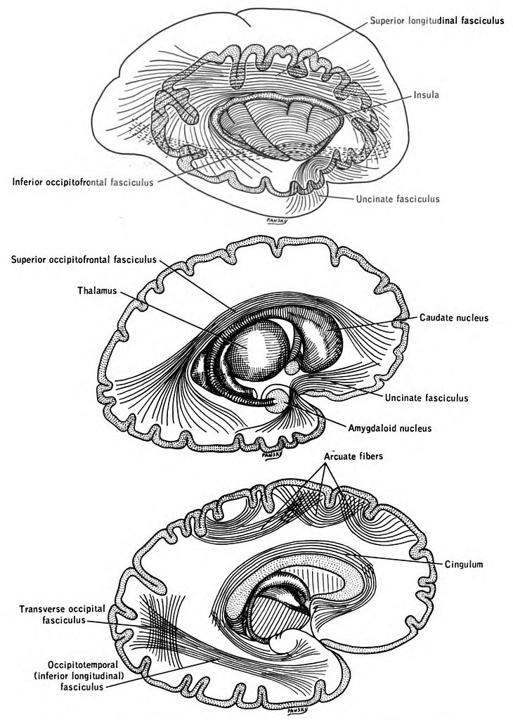 dorsal longitudinal fasciculus