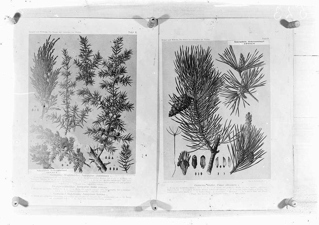 Dapper Krankzinnigheid Vergelijkbaar reproducties, naaldhout, pinus silvestrus, juniperus - PICRYL - Public  Domain Media Search Engine Public Domain Image