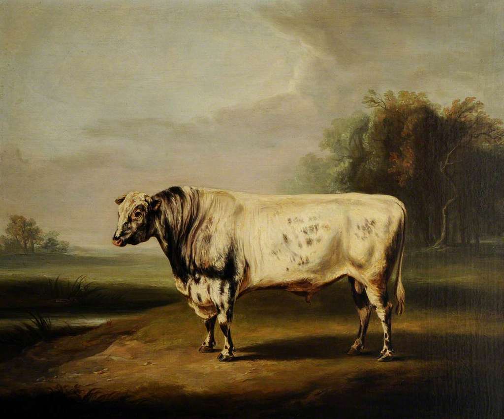 William Henry Davis (1786-1865) - A Prize Grey Shorthorn Bull by a