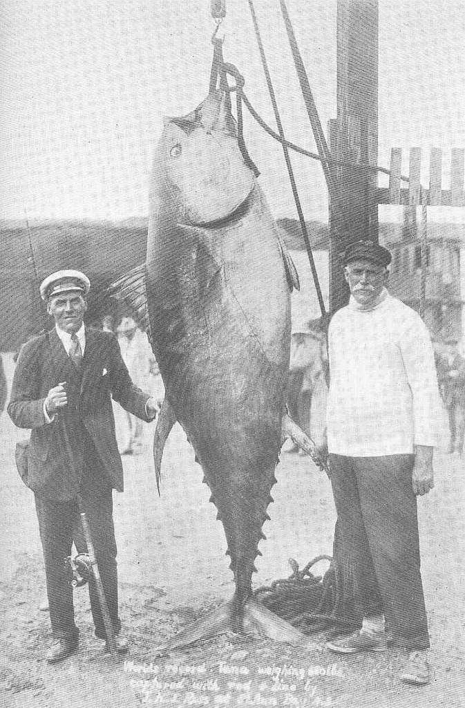 VINTAGE POSTCARD ~ Tuna Fishing ~ Cape Breton Nova Scotia NS