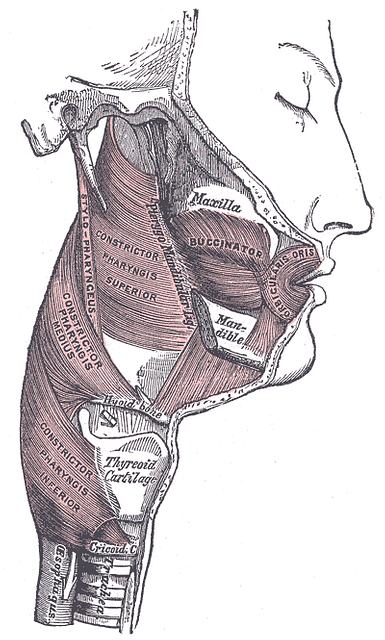 6 Orbicularis oris muscles Images PICRYL Public Domain Media