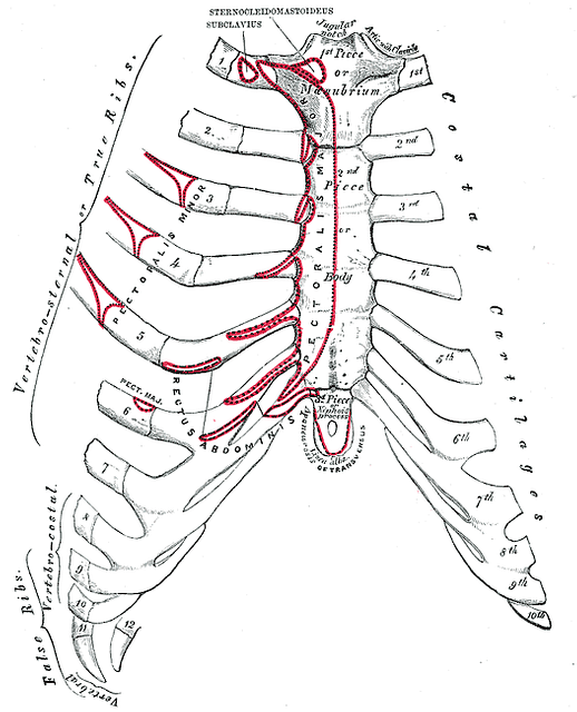 muscle sous costal