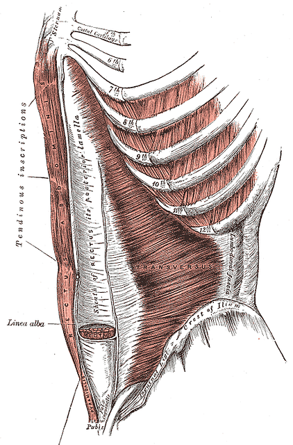 muscle sous costal