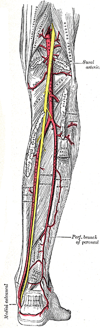 11 Tibialis posterior muscles, Anatomy Images: PICRYL - Public Domain ...