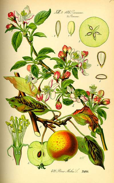 apple blossom botanical drawing