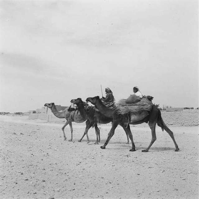 Camels in Saudi Arabia, 1920-30s 16 - PICRYL Public Domain Search