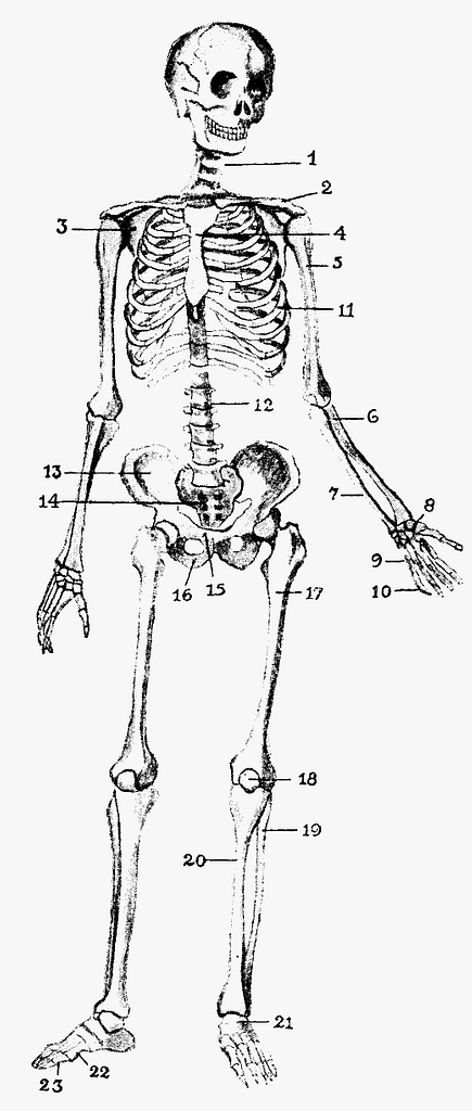 Human Skeleton | ClipArt ETC | Human skeleton, Skeleton drawings, Skeleton  art drawing