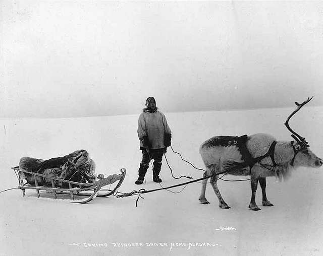 Eskimo reindeer driver with reindeer and sled, Nome, Alaska, between ...