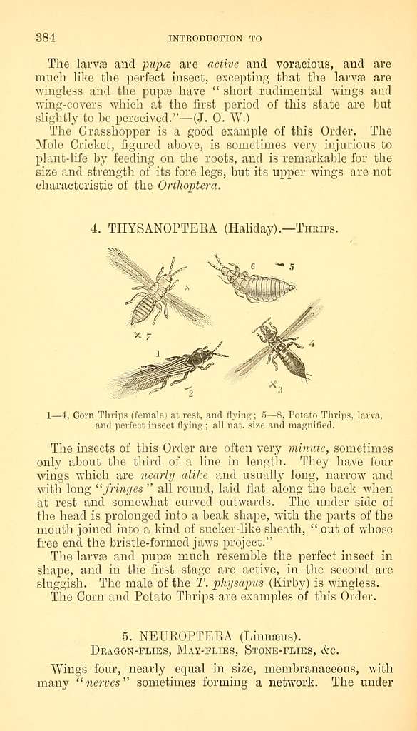 A manual of injurious insects with methods of prevention and remedy for ...