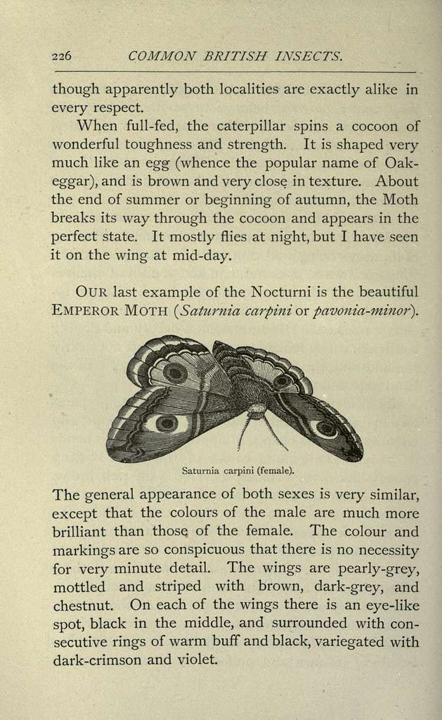 Common British insects selected from the typical beetles, moths, and ...