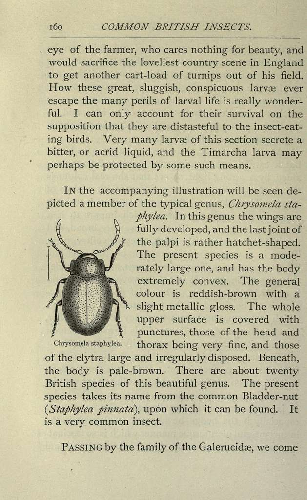 Common British Insects Selected From The Typical Beetles Moths And Butterflies Of Great 