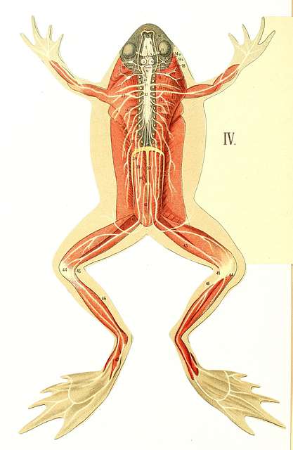 Les animaux de laboratoire- La grenouille (Anatomie et dissection ...