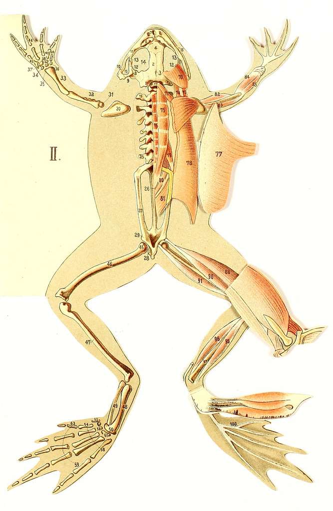 Les animaux de laboratoire- La grenouille (Anatomie et dissection ...