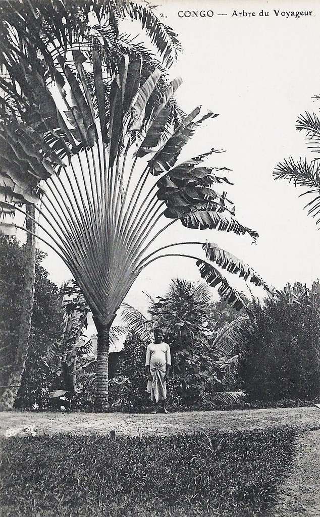 Image Traveller's tree (Ravenala madagascariensis) - 434309 - Images of  Plants and Gardens - botanikfoto