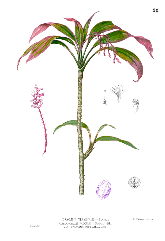 Cordyline fruticosa Blanco1.98 - Public domain portrait drawing ...