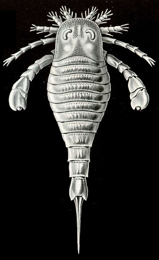 2 Eurypterus tetragonophtalmus Images: PICRYL - Public Domain Media Search  Engine Public Domain Search