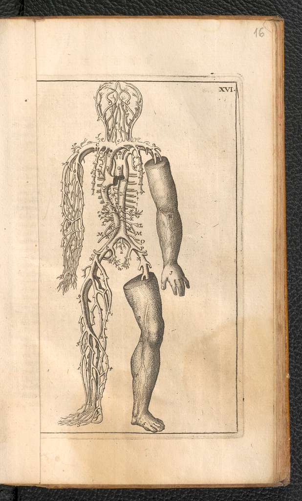 Tabulae anatomicae in quibus corporis humani omniumque ejus partium ...