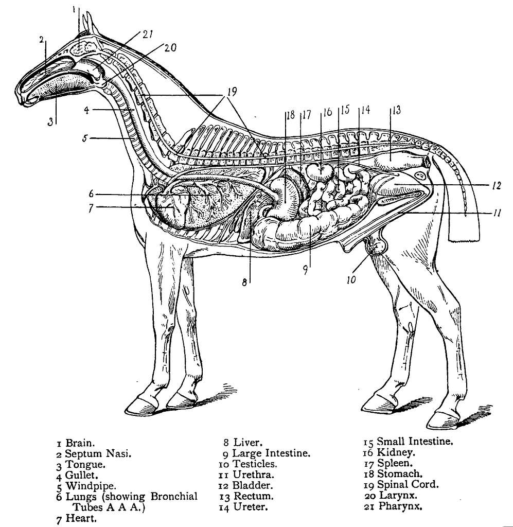 The Cost Breakdown: Building a Horse Stable on a Budget ...