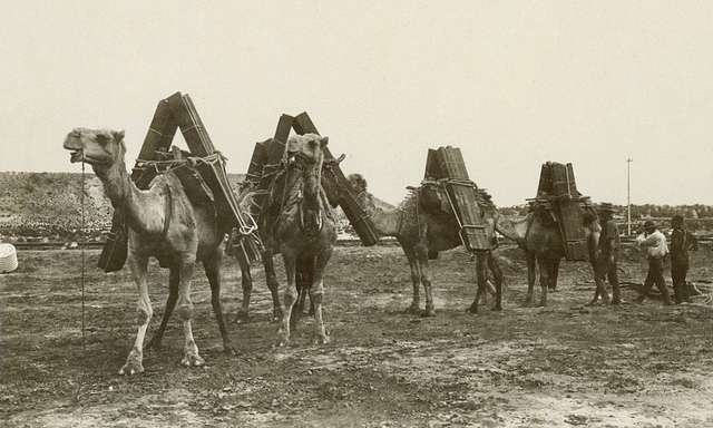 Trans-Australian Railway -- camels carrying railway sleepers, 1917 ...