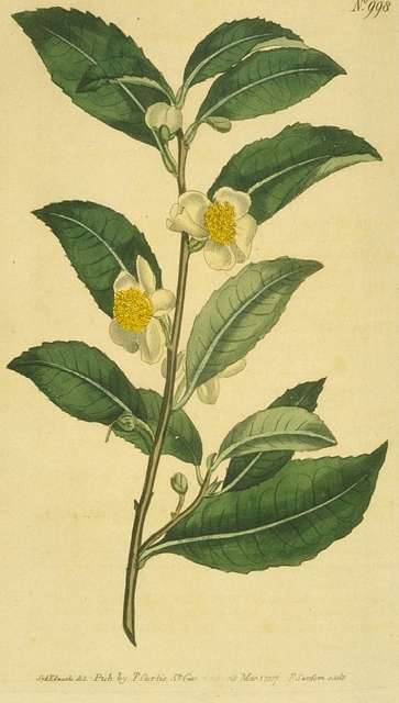A line drawing of a tea plant by James Petiver from Gazophylacii Naturae  (1702) Tab (33) Figure 4, Stock Photo, Picture And Rights Managed Image.  Pic. MEV-10713387 | agefotostock