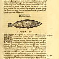 Gvlielmi Rondeletii  Libri de piscibus marinis - Biodiversity Heritage  Library