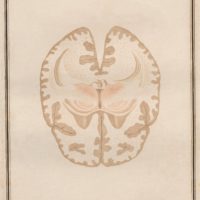 Traité Danatomie Et De Physiologie Vol 2 Neuroanatomy By - 