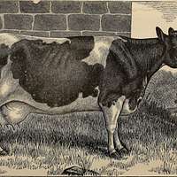 File:William Henry Davis (1786-1865) - Prize Cow and Calf - 609118