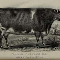 Hereford Bull: 'Walford' by William Henry Davis Reproduction