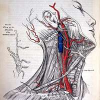 Surgical Anatomy of the Arteries of the neck Gray's Anatomy 1858 ...