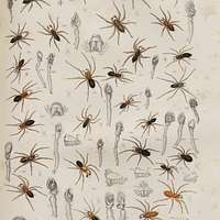 The common spiders of the United States. Spiders. 2l6 THE COMMON