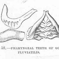 FMIB 48044 nieluhampaatFMIB 48044 nieluhampaat  