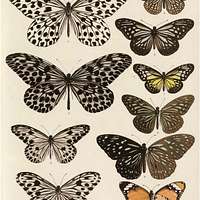 Rhopalocera Malayana -a description of the butterflies of the