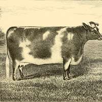 File:William Henry Davis (1786-1865) - Prize Cow and Calf - 609118