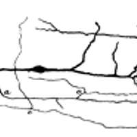 Cajal-Retzius Cell - an overview