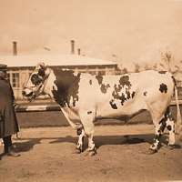 File:William Henry Davis (1786-1865) - Hereford Cow - 609110