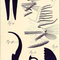 Annals of the South African Museum = Annale van die Suid-Afrikaanse Museum.  Natural history. 156 ANNALS OF THE SOUTH AFRICAN MUSEUM don possessed a  well-developed and functional depressor mandibulae in spite