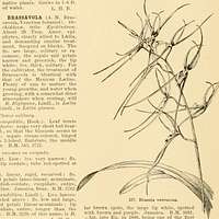 Cyclopedia of American horticulture, comprising suggestions for