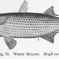 Mugil Curema