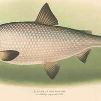 FMIB 42893 Blackfin of Lake Michigan - Leucichthys nigripinnis (Gill